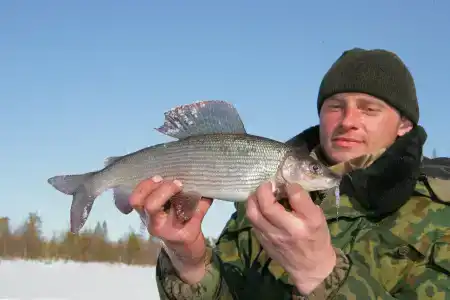 Индель - 21