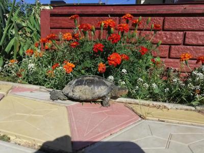 Простоквашино на Азове - 66