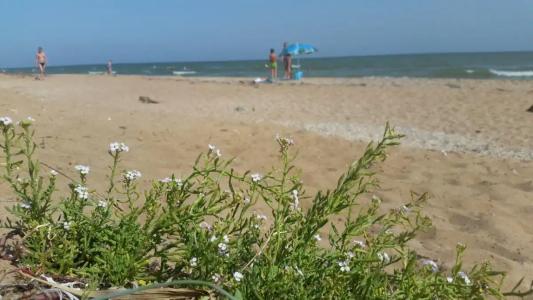 Простоквашино на Азове - 82