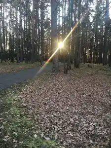 Корабельная роща - 5