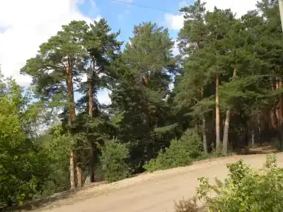 Сосны - 14