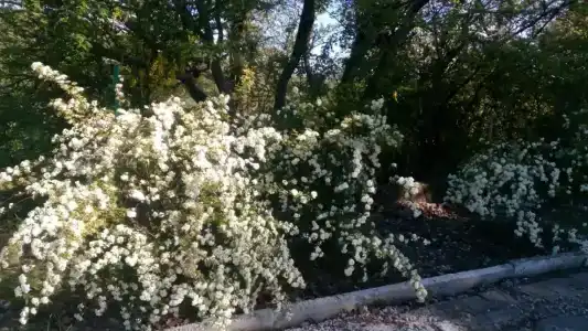 Шепси - 5