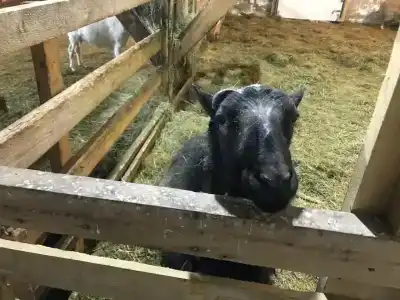 Мурманская страусиная ферма - 10