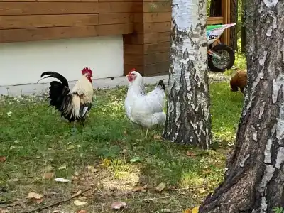 Voloza Village - 18