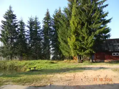 Чаща - 11