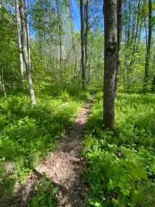 Карелия Парк - 89