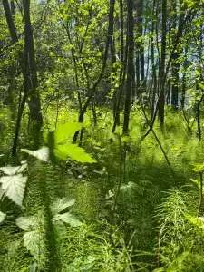 Карелия Парк - 81