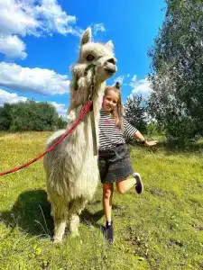 Альпака парк - 17