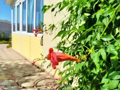 Дом с верандой - 2