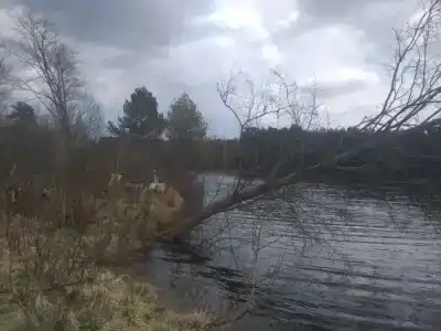 Белый Дельфин - 39