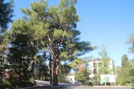 Шепси - 3
