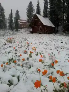 Эдельвейс - 2