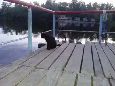 Бодрость - 52