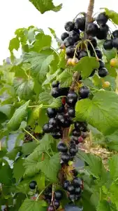 База отдыха у Викторовича - 71