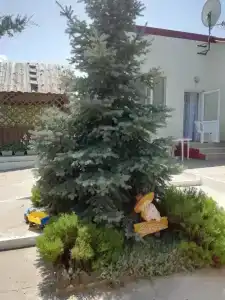 Лукулл - 47