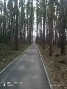 Борок - 54
