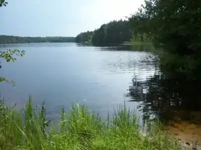 Русский лес - 6