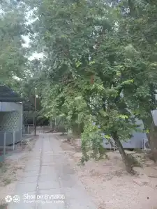 Лотос - 6