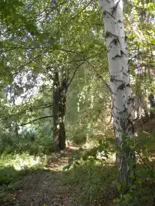 Сосны - 16