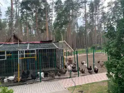 Лесная сказка - 28