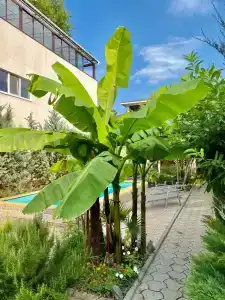 Шлейф - 6