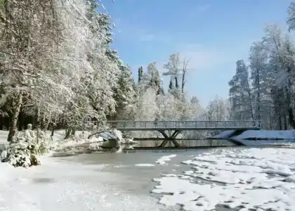 Лесная сказка - 1