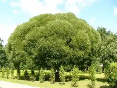 Родник - 1