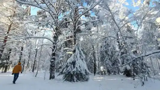 Лесное озеро - 12
