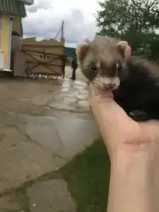 Высоковское - 21