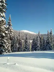 Эдельвейс - 4