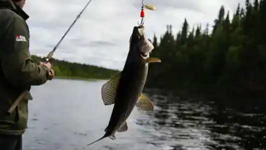 Канентъявр - 20