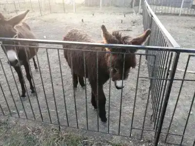 Страусиная ферма Экзотик - 47