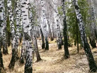 Детский легочно-туберкулезный санаторий - 5