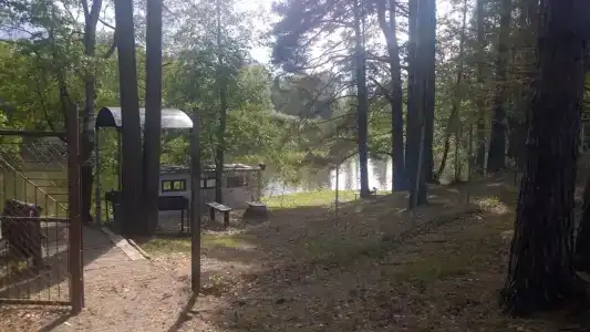 Русский лес - 24