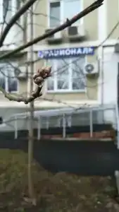 Рациональ Кутузовский - 3