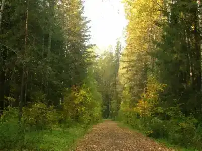 Селычка - 1