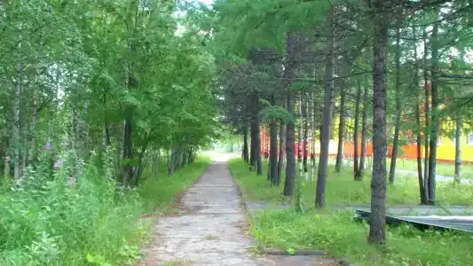 Кедр - 1