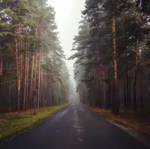 Хвойный - 15