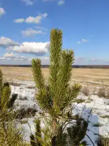 Медвежье урочище - 29