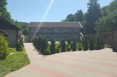 Камелия - 4