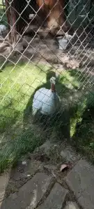 Лесная поляна - 34