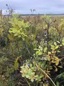 Сегежа Парк - 37