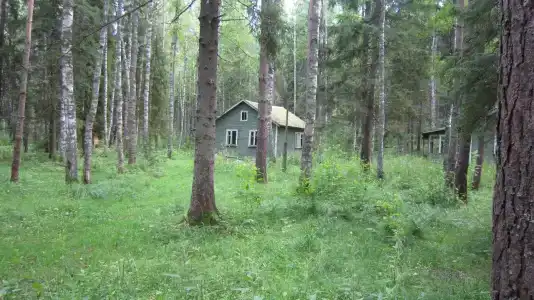 Лесной Родник - 86