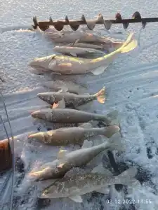 Флотраскат - 9