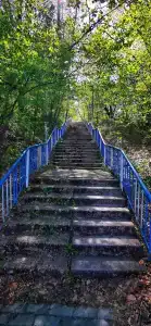 Березки - 66