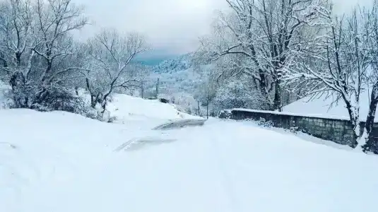 Лесной кордон - 46