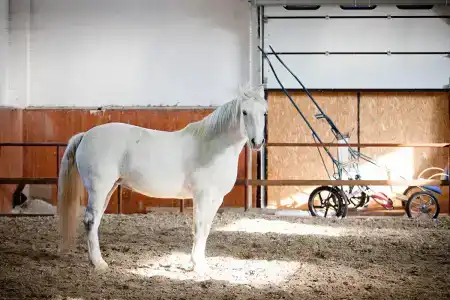 Маргошина Конюшня - 6