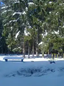 Хвойная - 1