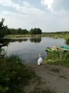 Лесное озеро - 15