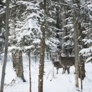 Веретьево - 22